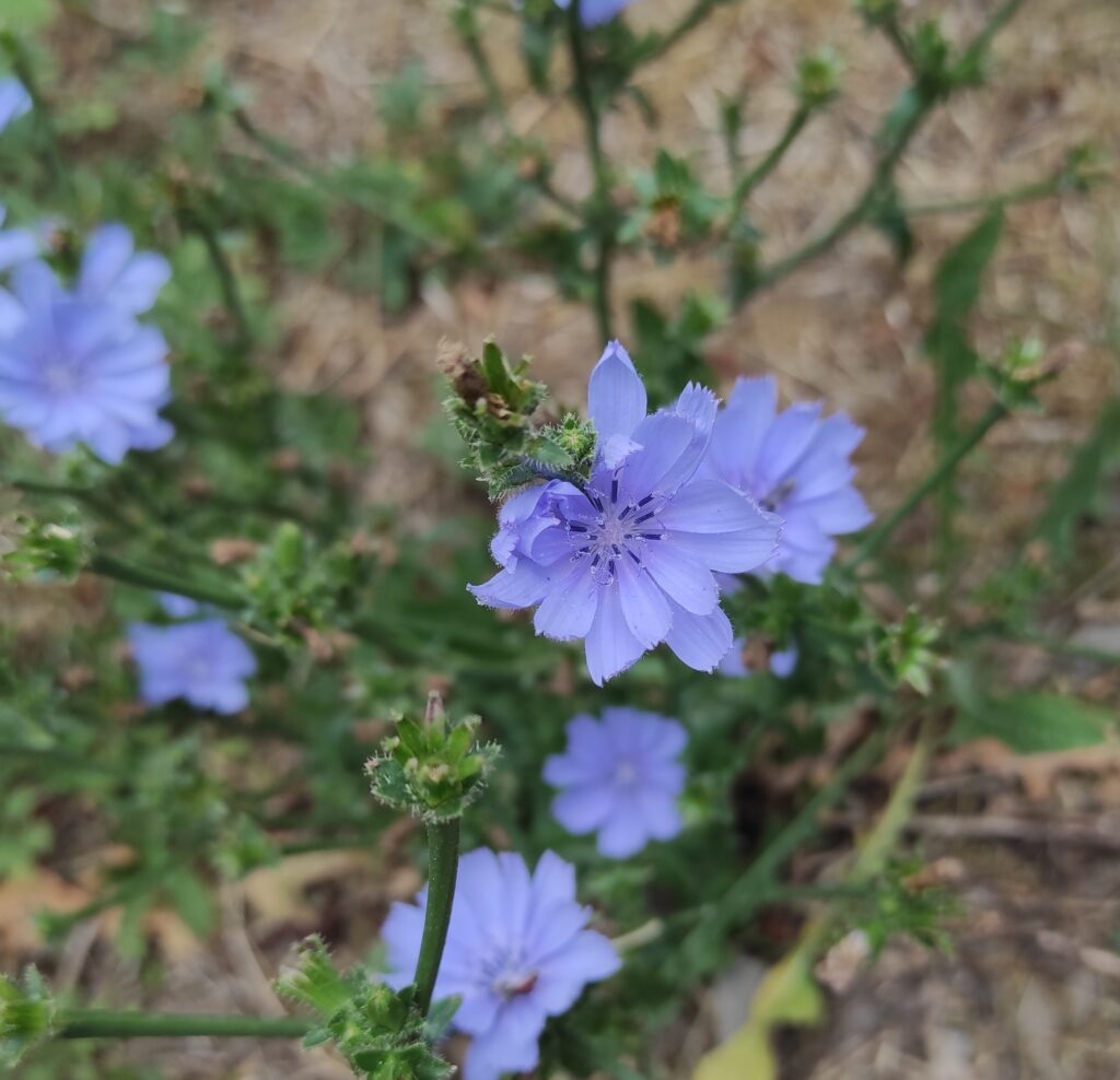 #chicory #fleursdebachoriginal #fleursdebach 