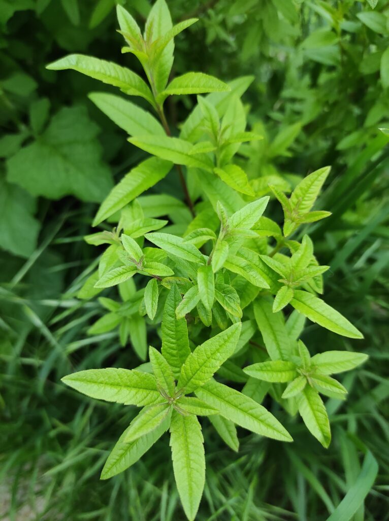 Verveine citronnée feuilles anti-stress