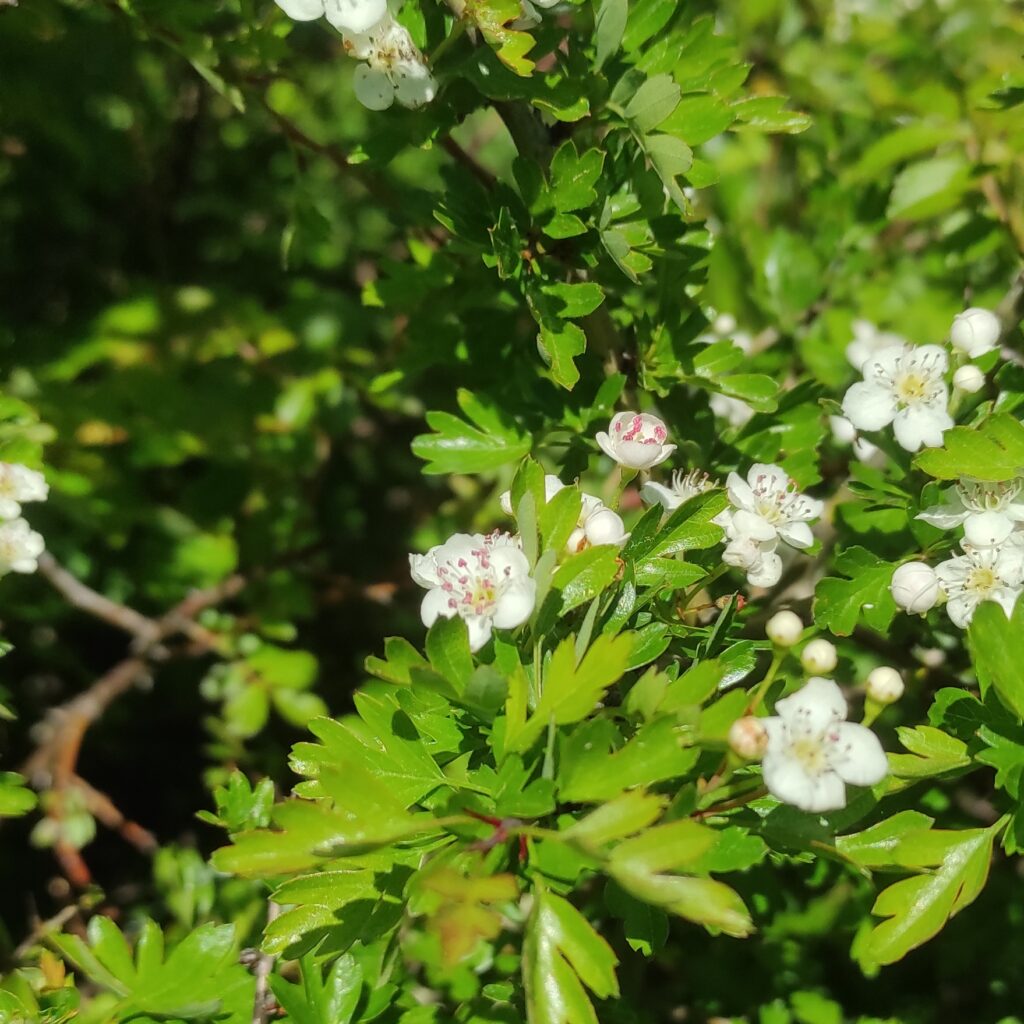 Fleurs aubépine régulatrice cardiaque