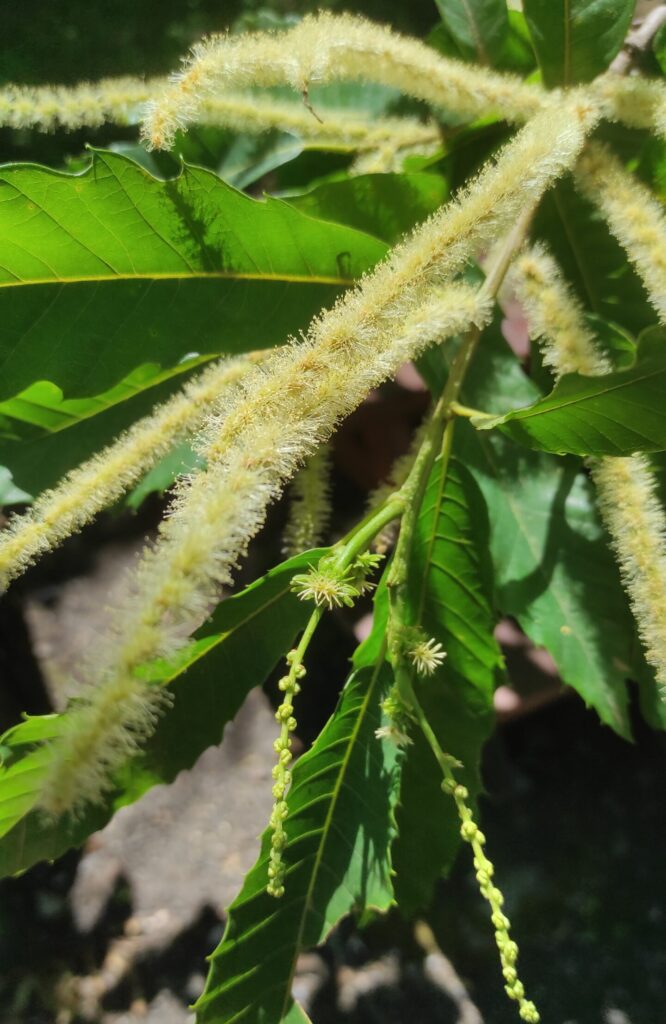 fleurs chataignier fleurs de Bach sweet chestnut