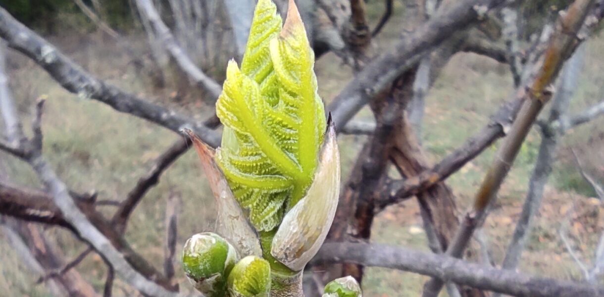plantes anti-stress bourgeon figuier gemmothérapie