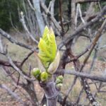 plantes anti-stress bourgeon figuier gemmothérapie