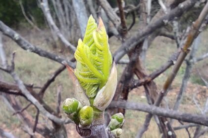 plantes anti-stress bourgeon figuier gemmothérapie